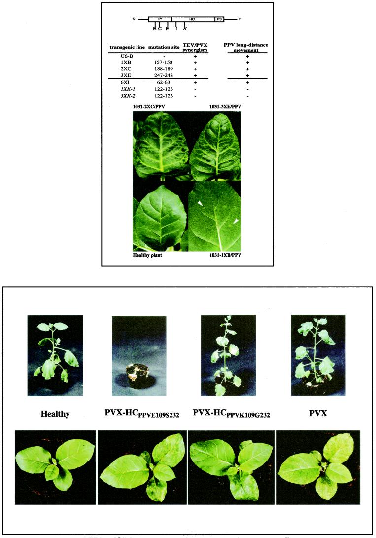 FIG.4 (Top).