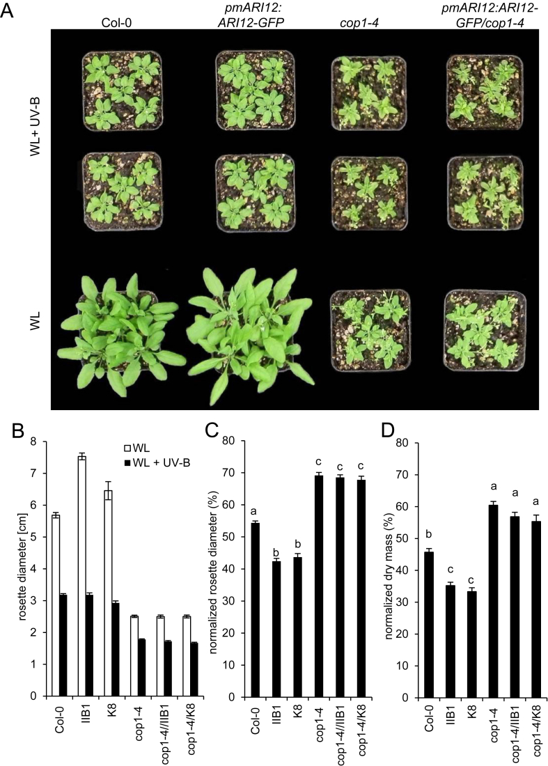 Fig. 6