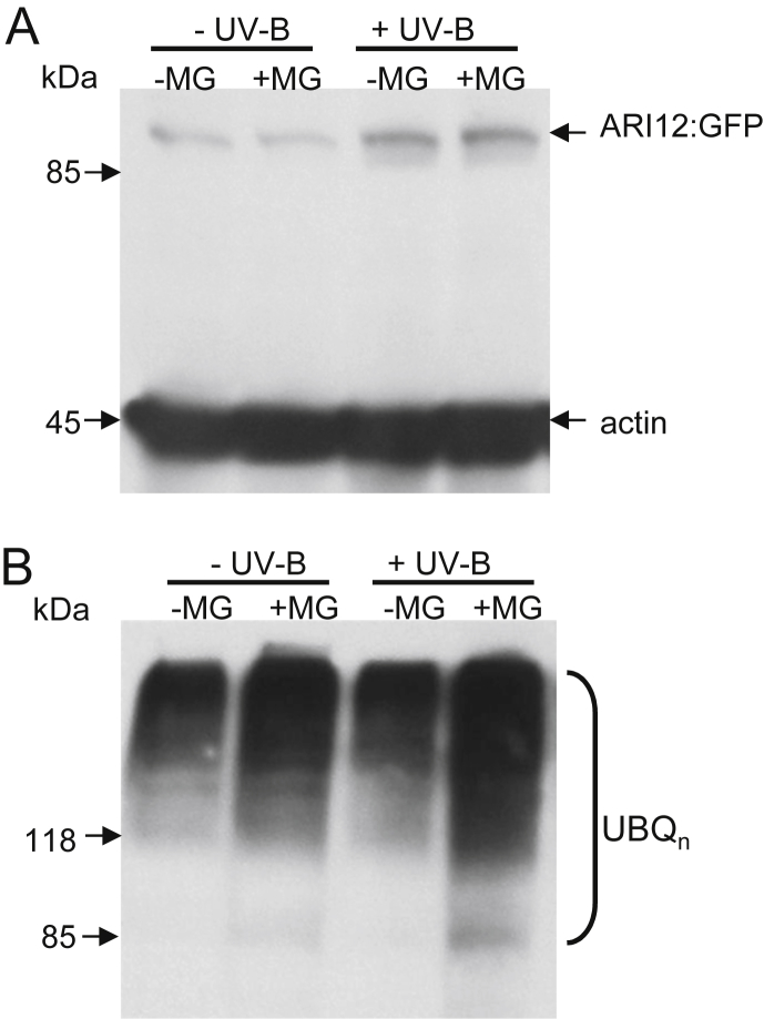 Fig. 4