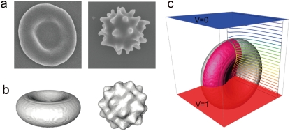 FIGURE 1