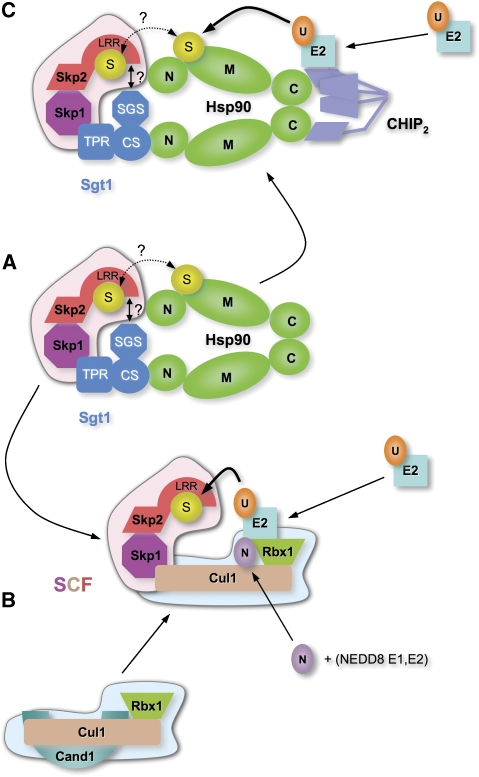 Figure 7