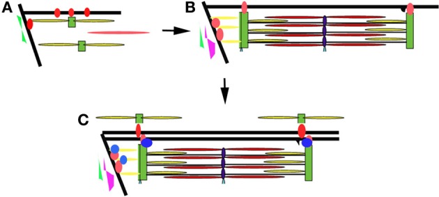 Figure 7