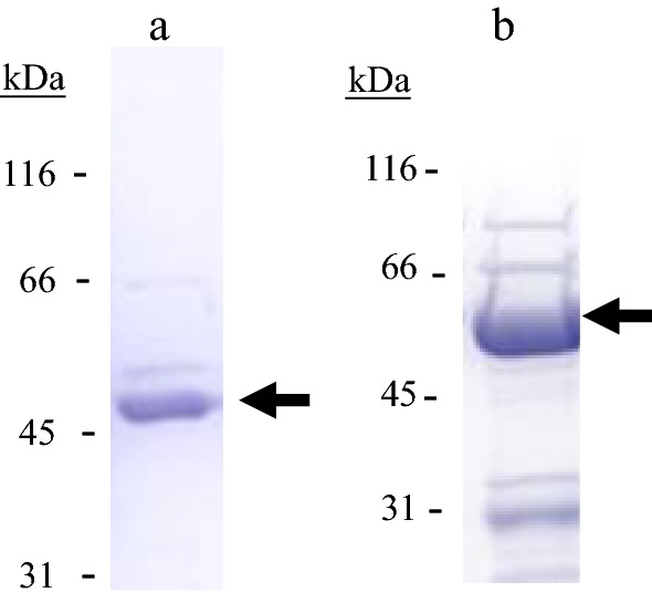 Fig. 2