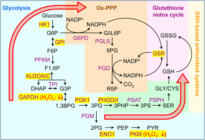 FIGURE 12