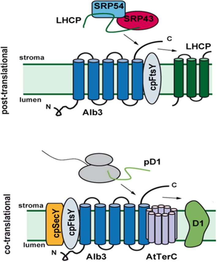 FIGURE 4