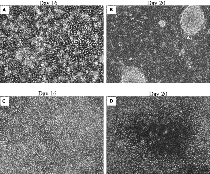 Figure 4