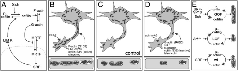 Fig. 8.