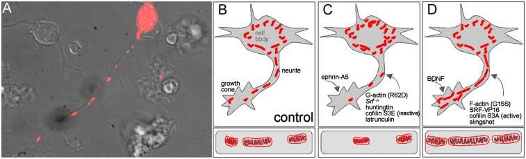 Fig. P1.