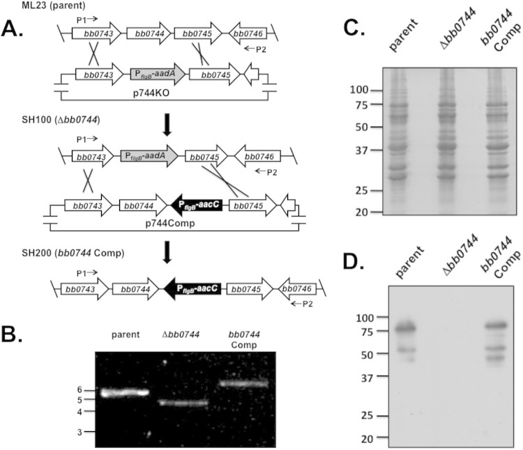 FIG 3