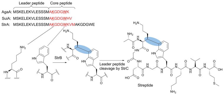 Fig. 12