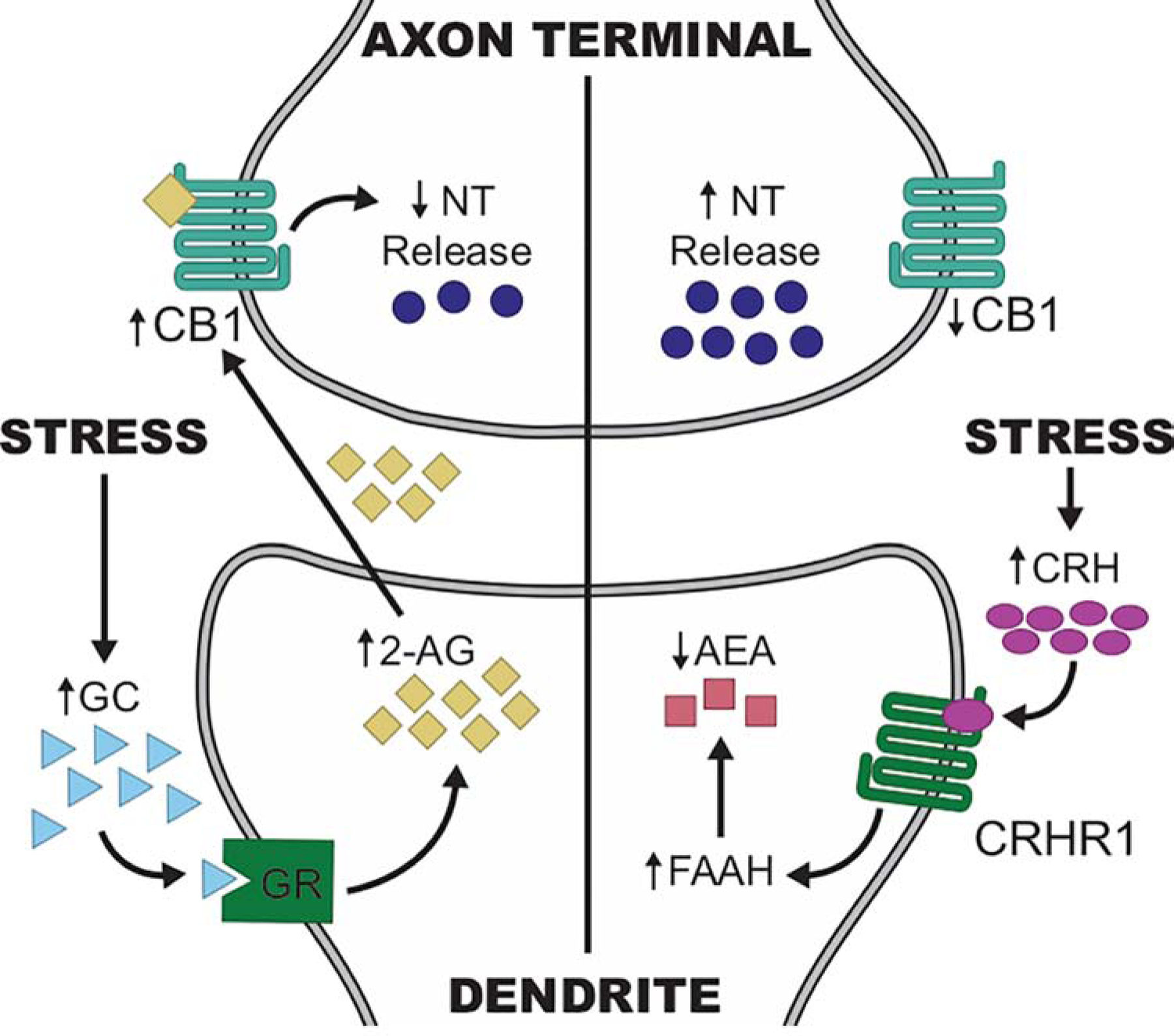 Figure 2: