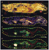 Figure 23