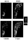 Figure 19