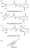 Figure 21