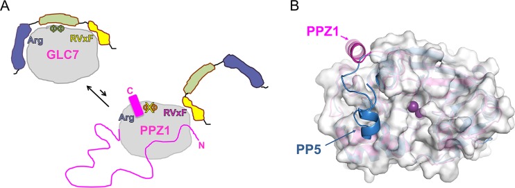 FIG 6 