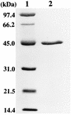 FIG. 1