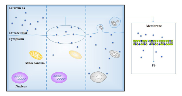 Figure 5.