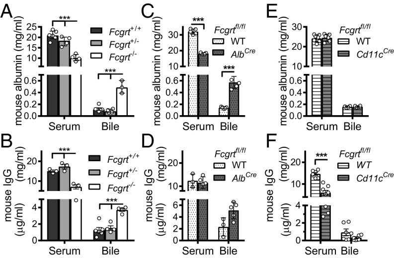 Hepatic FcRn regulates albumin homeostasis and susceptibility to liver ...