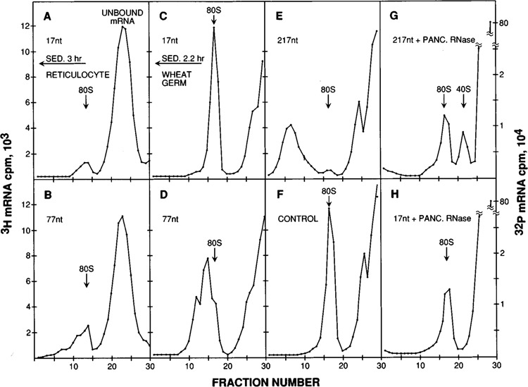 Effects of long 5′ leader sequences on initiation by eukaryotic ...