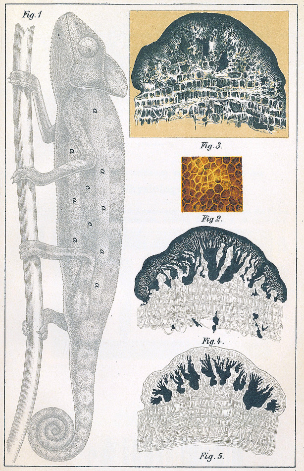 Fig. 8