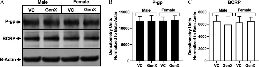 Figure 5A is a western blot divided into Male and Female, each divided into vehicle control (VC) and GenX. The levels of western blot from top to bottom are P-gp, BCRP, and B-Actin. Figures 5B and 5C are bar graphs titled P-gp and BCRP, plotting Densitometry units normalized to Beta-Actin ranging from 0 to 15000 in increments of 5000 (y-axis) for VC and GenX, each for Male and Female (x-axis).