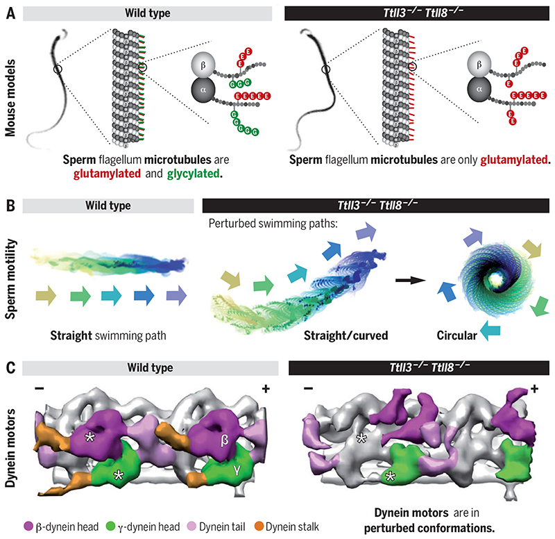 Tubulin glycylation controls sperm motility.