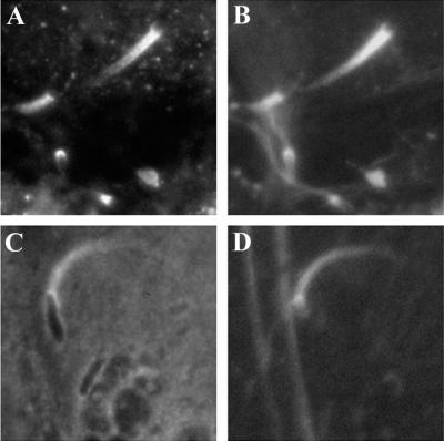 FIG. 18