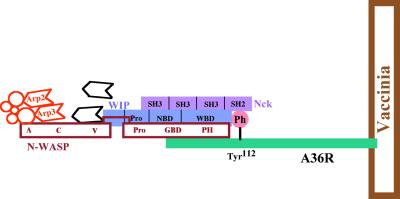 FIG. 24