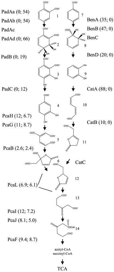 FIG. 2.