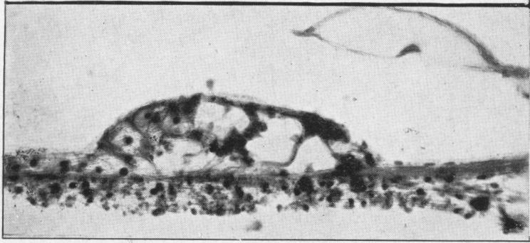 Fig. 9a