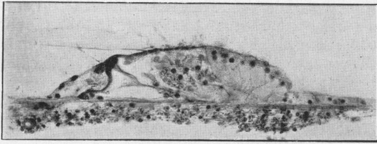 Fig. 5a