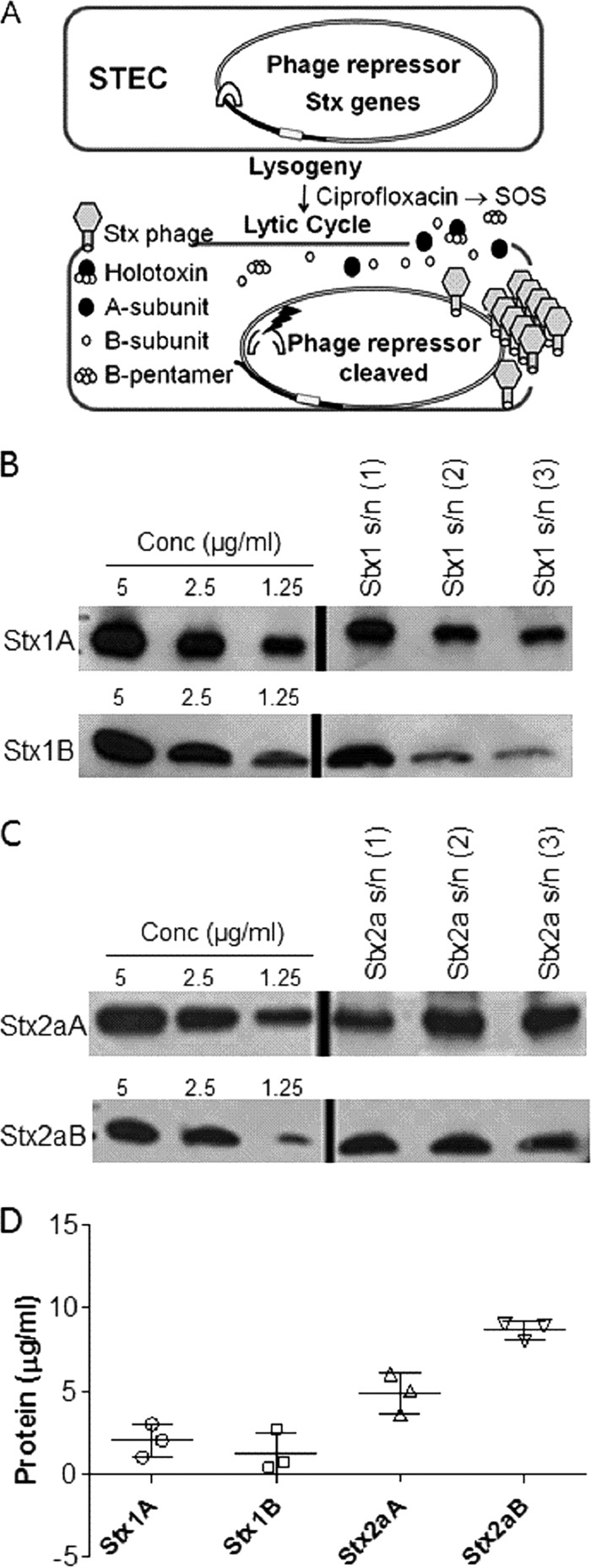 FIG 1