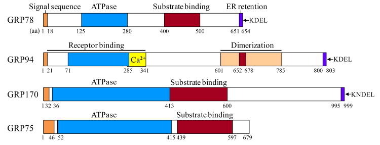 Box 1 Figure Legend (Optional). Functional domains of the GRPs