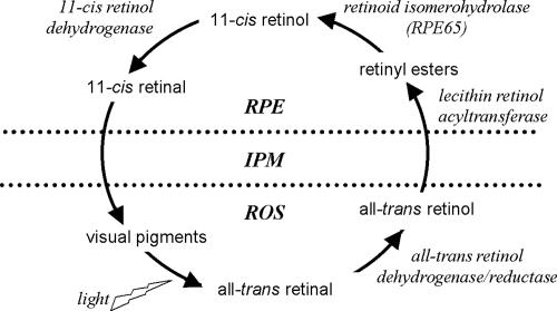 FIG. 1.