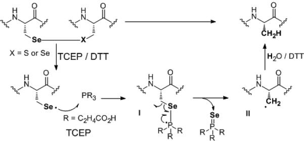 Scheme 3