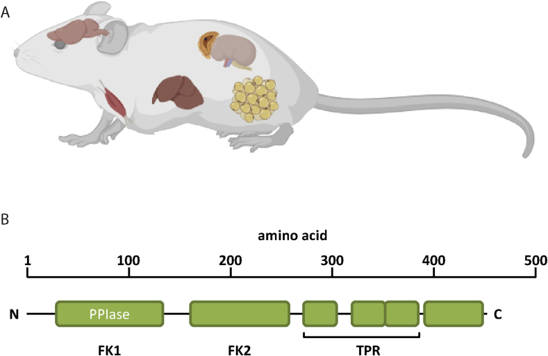 Figure 1