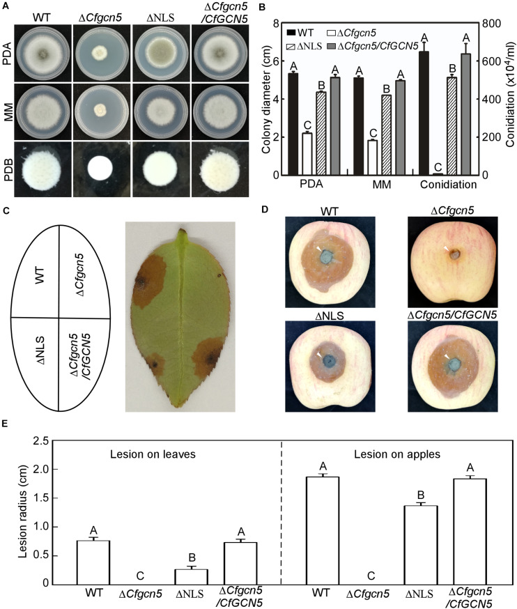 FIGURE 10