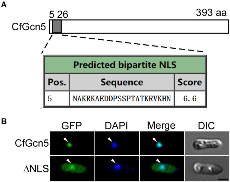 FIGURE 9