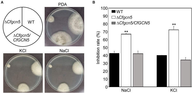 FIGURE 5