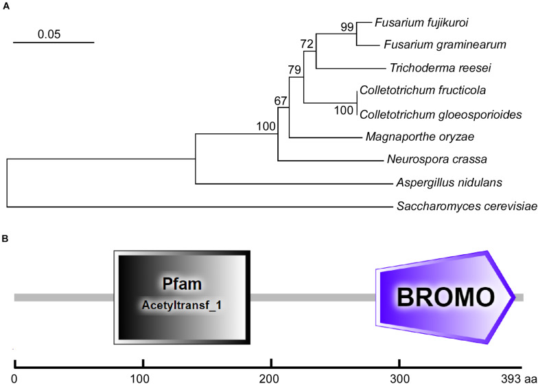 FIGURE 1