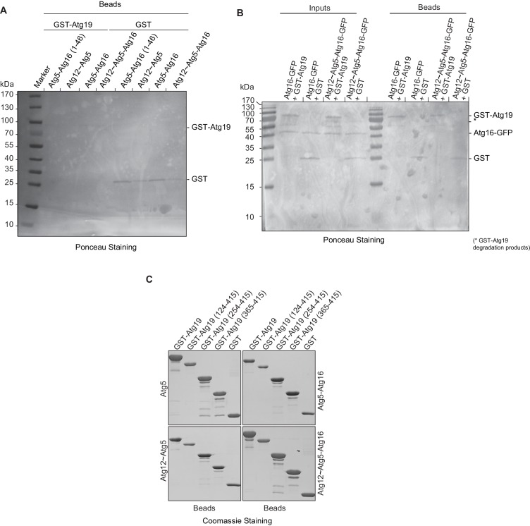 Figure 2—figure supplement 2.