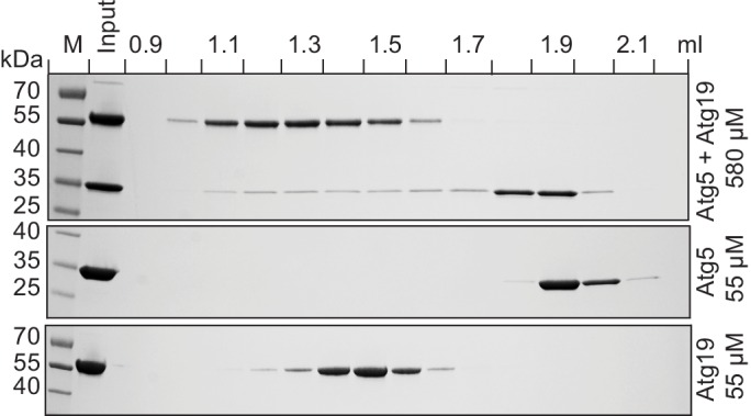 Figure 2—figure supplement 1.