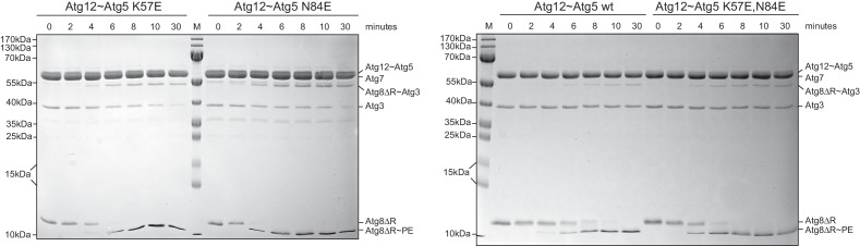 Figure 5—figure supplement 1.