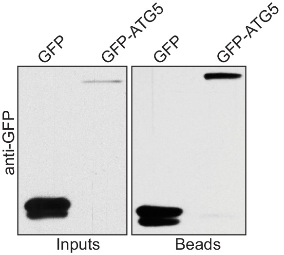 Figure 1—figure supplement 1.