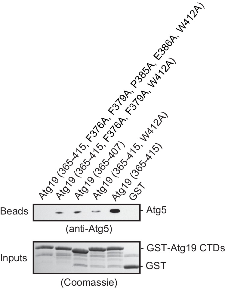 Figure 3—figure supplement 1.