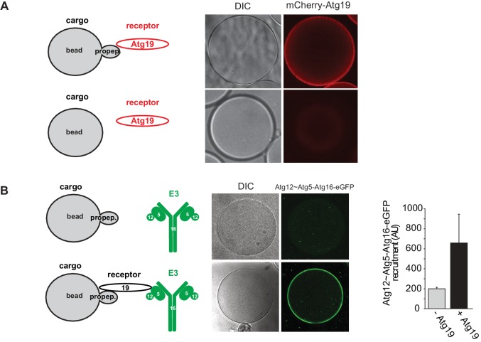 Figure 3—figure supplement 2.