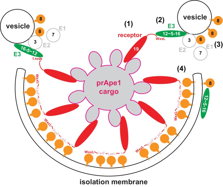 Figure 7.