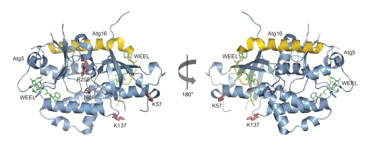 Figure 4—figure supplement 1.