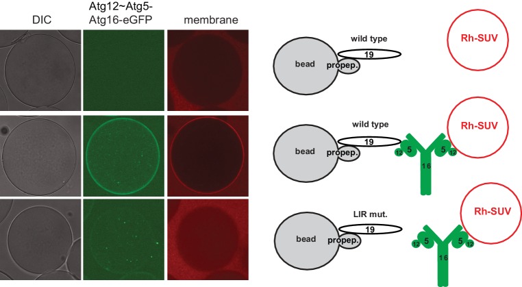 Figure 6—figure supplement 1.