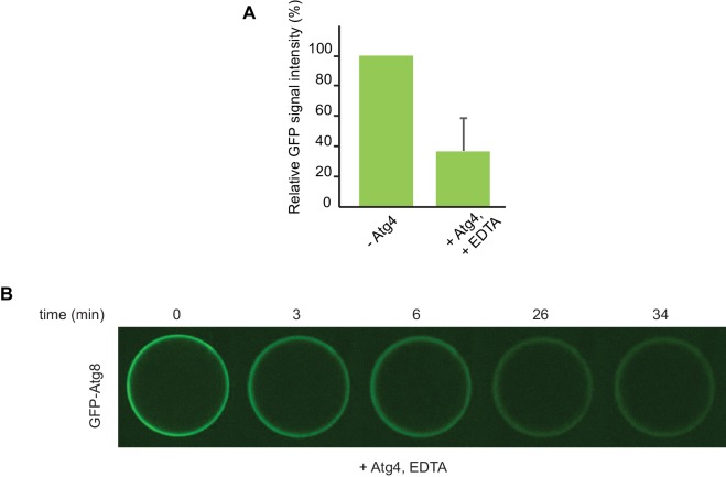 Figure 6—figure supplement 3.